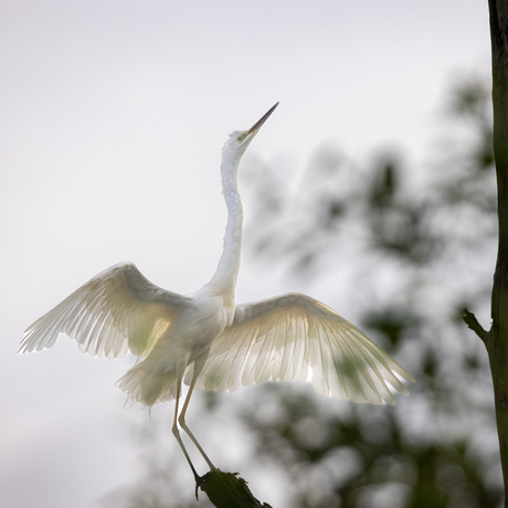 Grote Zilverreiger