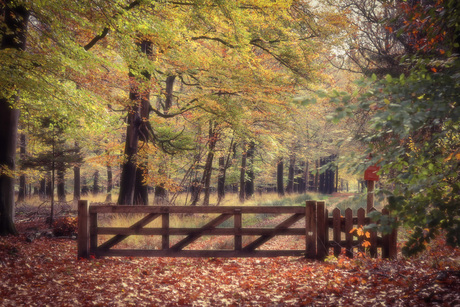 Herfstkleuren op een mooie zondagochtend