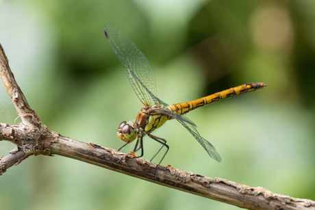 bruinrode heidelibel
