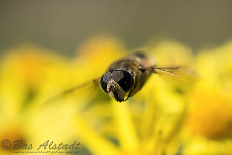 Vliegende puntbijvlieg (M) (Eristatalis interrupta)