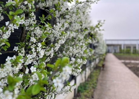 Lente in de tuin