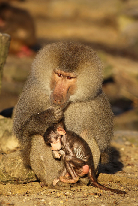 Kleine baviaan zoekt bescherming bij zijn vader