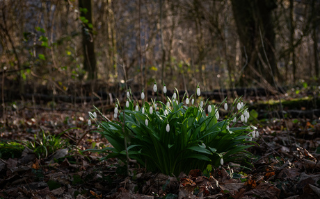 Sneeuwklokjes