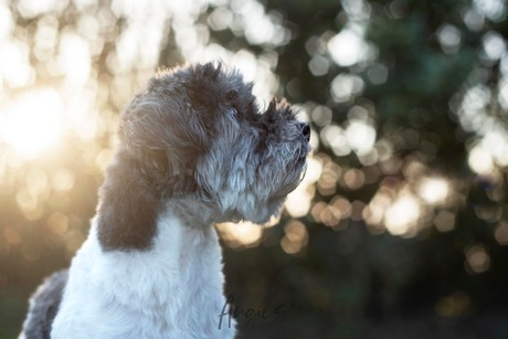 Bokeh sunset