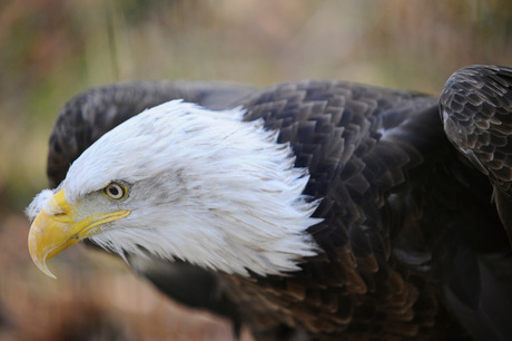 bold eagle