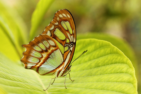 vlindertuin Blijdorp: Stiproeta Stelenes.