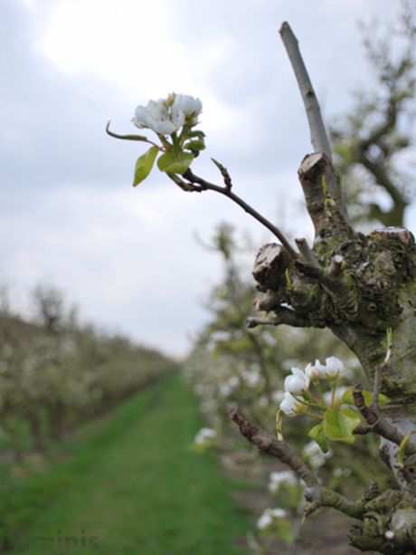 Appelboomgaard