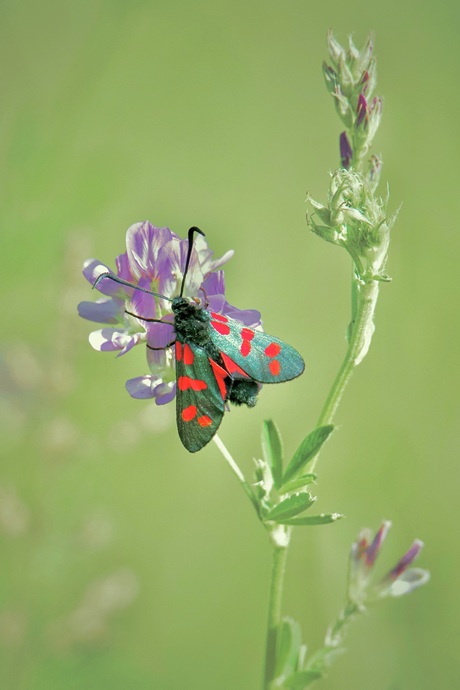 Bloeddruppel