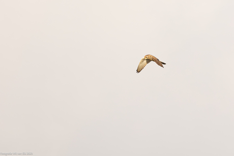 Torenvalk boven De Tengnagel in Warmond