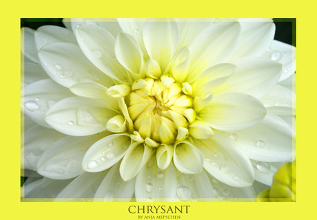 Chrysant