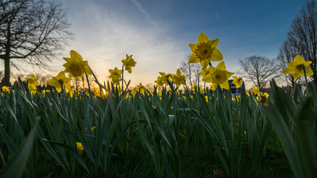 T eeste zonnetje deze lente