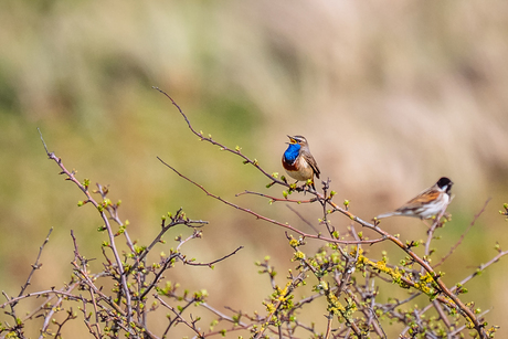 Eindelijk een blauwborst