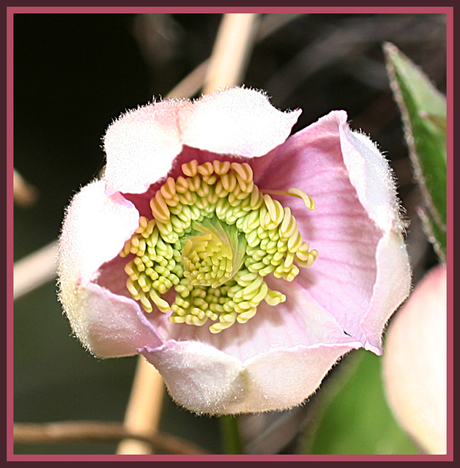 Clematis