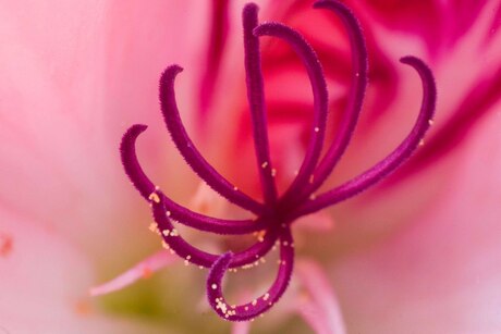 het hart van een franse geranium