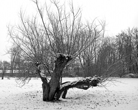 Winter in black and white
