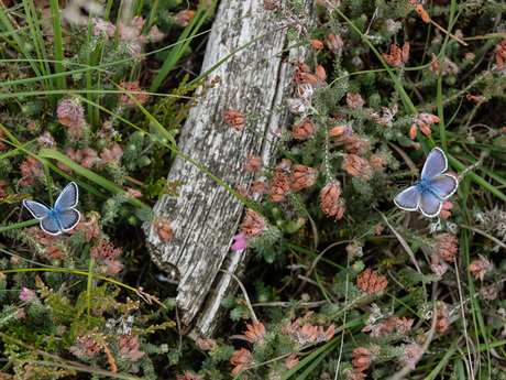 Puur natuur