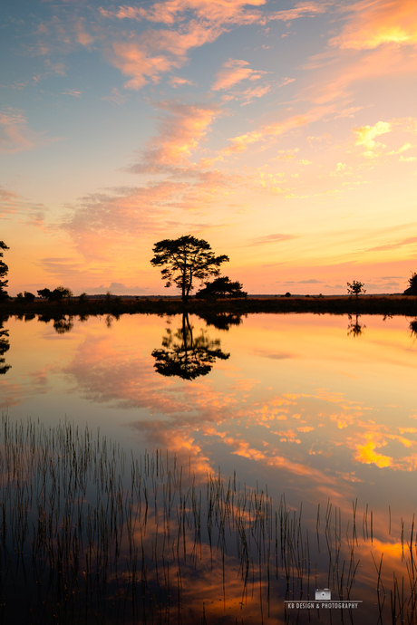 Zomerreflecties op het Dwingelderveld