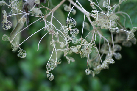 Hortensia