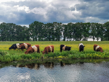 Vecht