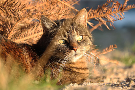 Poes in de zon 