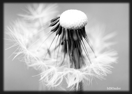 uitgebloeide paardenbloem