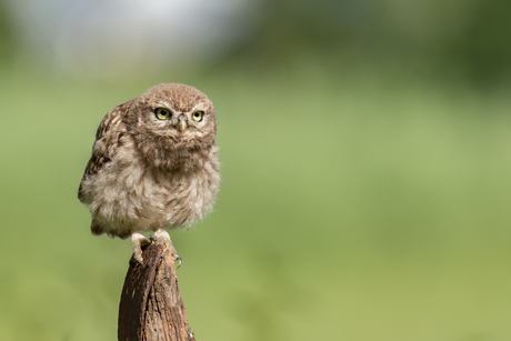 Ready for takeoff