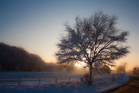 winterboom bij zonsondergang