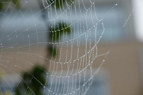 Spinnenweb met dauw