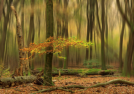 Het oude bos