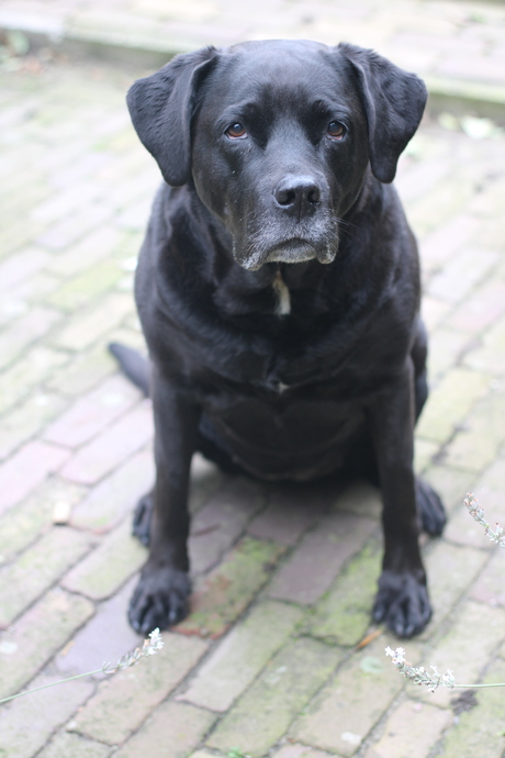 Hope, mijn jongste hondenliefde 