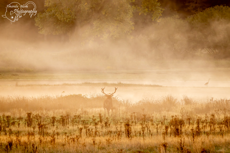 De ochtend sfeer in het Weerterbos