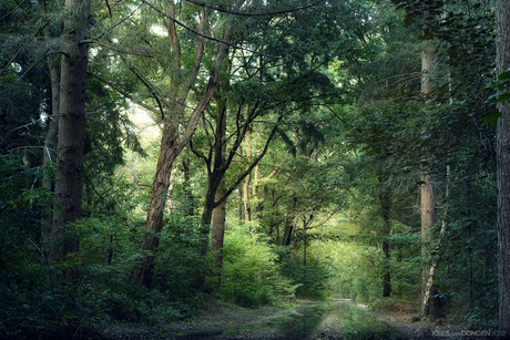 Summer Forest