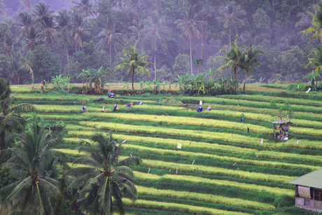 Rijstvelden op Bali
