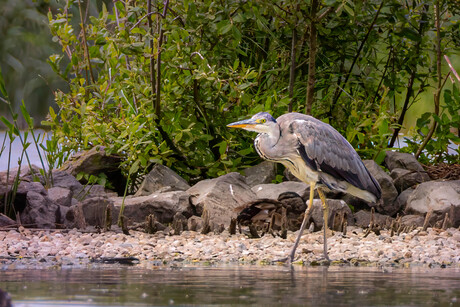 Blauwe Reiger