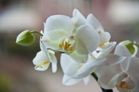 Witte orchidee