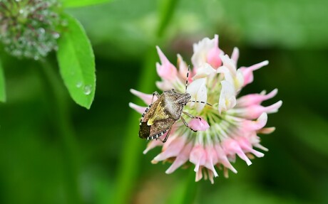Bessenschildwants  op klaver