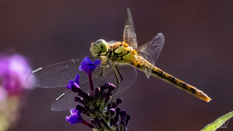 Libelle / Dragonfly