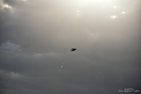 Even de laatste zonnen straal mee pakken