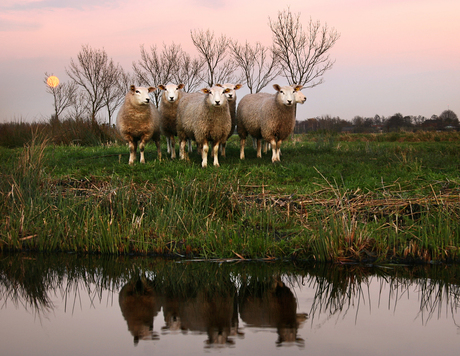 Schapen in de wei