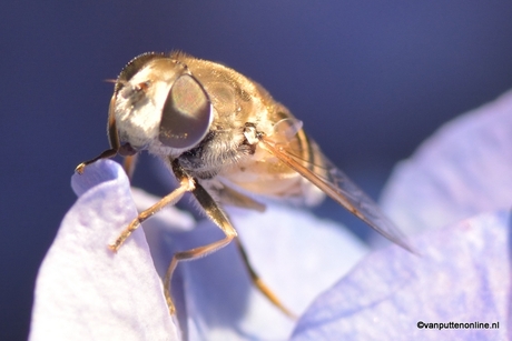 licking bee