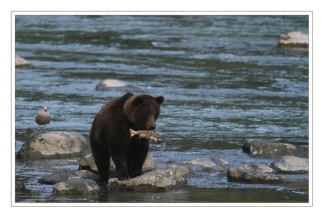 Grizzly with catch