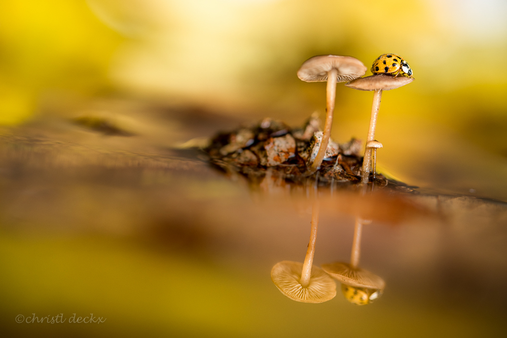 Small Island - Op zoek naar paddestoelen in het bos kwam ik deze kleine mycena's, die op een dennenappel groeiden, tegen. Ik legde ze wat verder op in een plas vol  - foto door ch-dexx op 24-11-2016 - deze foto bevat: macro, natuur, lieveheersbeestje, kever, bruin, geel, paddestoel, herfst, tegenlicht, insect, dof, bokeh