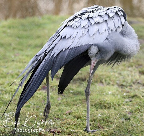 Paradijskraanvogel