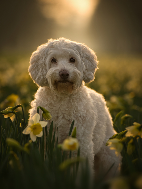 Labradoodle tussen de narcissen
