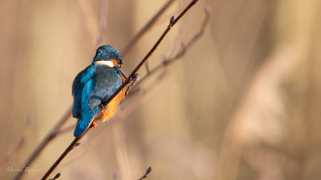 Ijsvogel