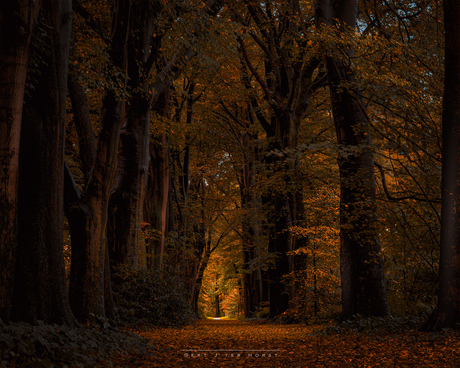 Licht in een herfstbos