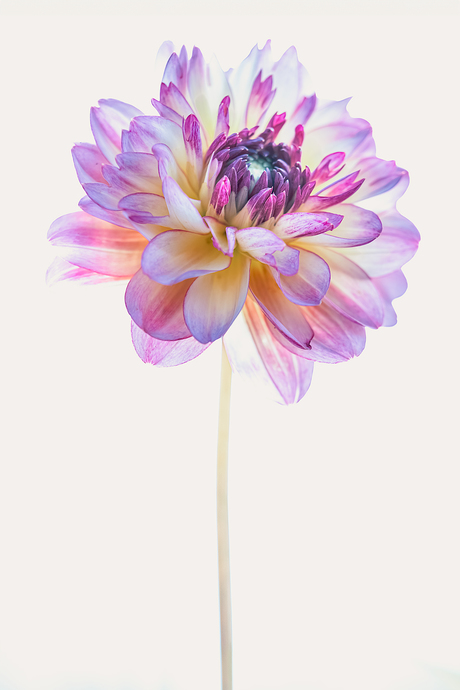 Dahlia