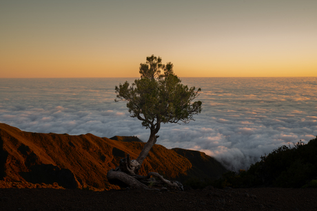 lonely tree