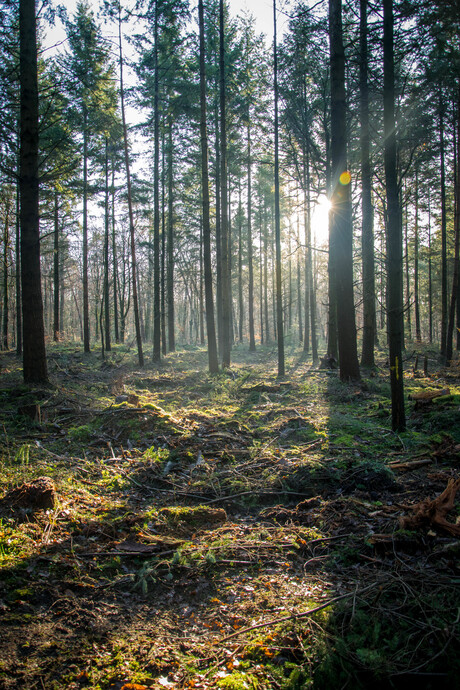 Sunshine in the forest