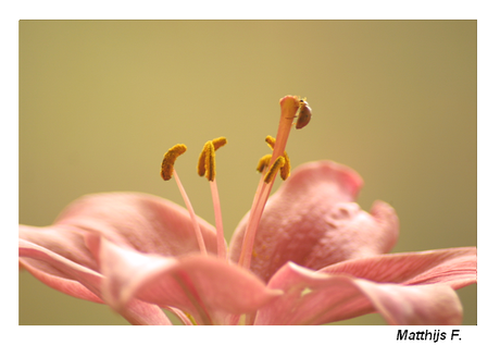 Lieveheersbeestje op bloem